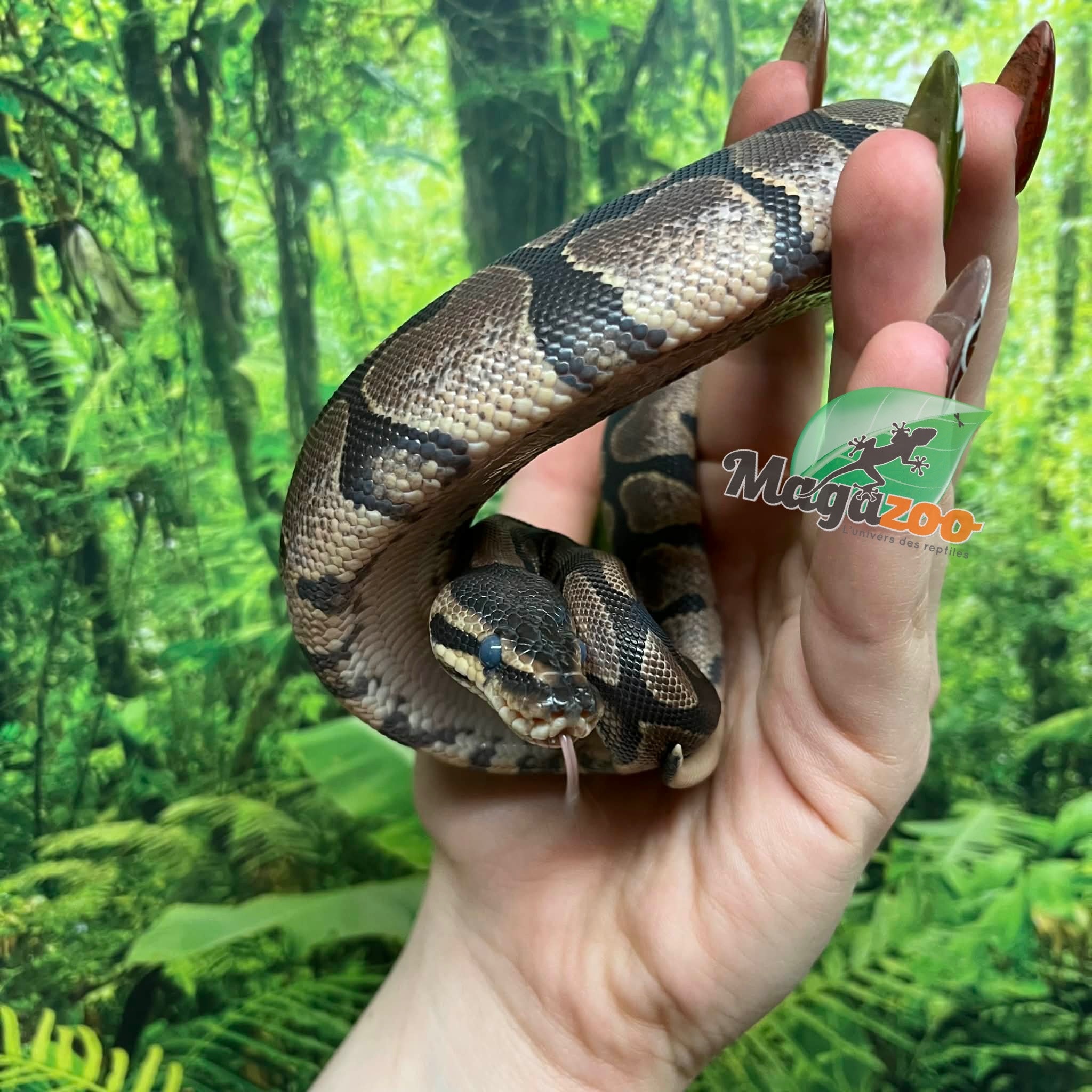 Magazoo Baby Female Sugar Ball Python