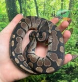 Magazoo Python royal Sugar Bébé Femelle