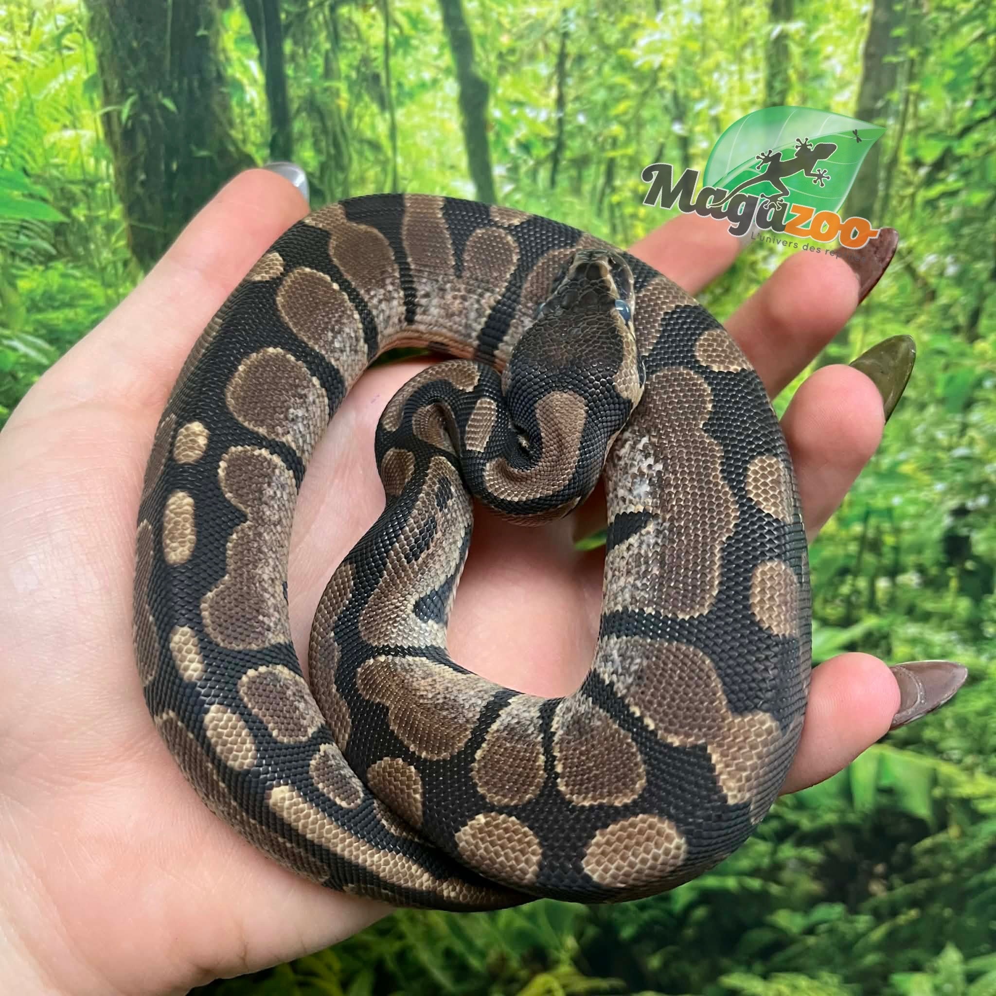 Magazoo Python royal Sugar Bébé Femelle