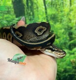 Magazoo Baby Female Chocolat Phantom Ball Python