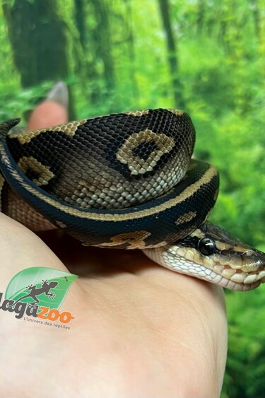 Magazoo Baby Female Chocolat Phantom Ball Python