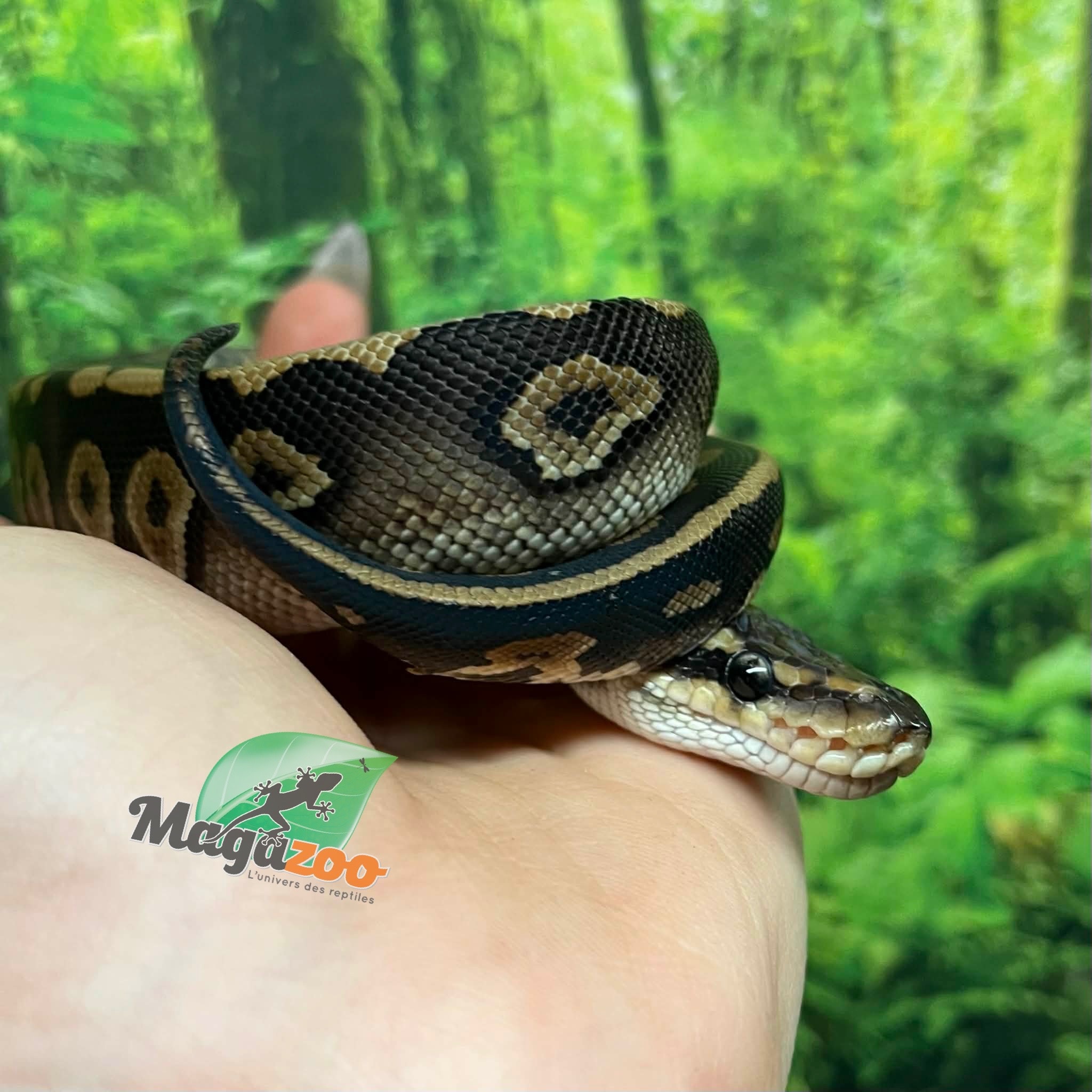 Magazoo Baby Female Chocolat Phantom Ball Python