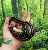 Magazoo Baby Female Chocolat Phantom Ball Python