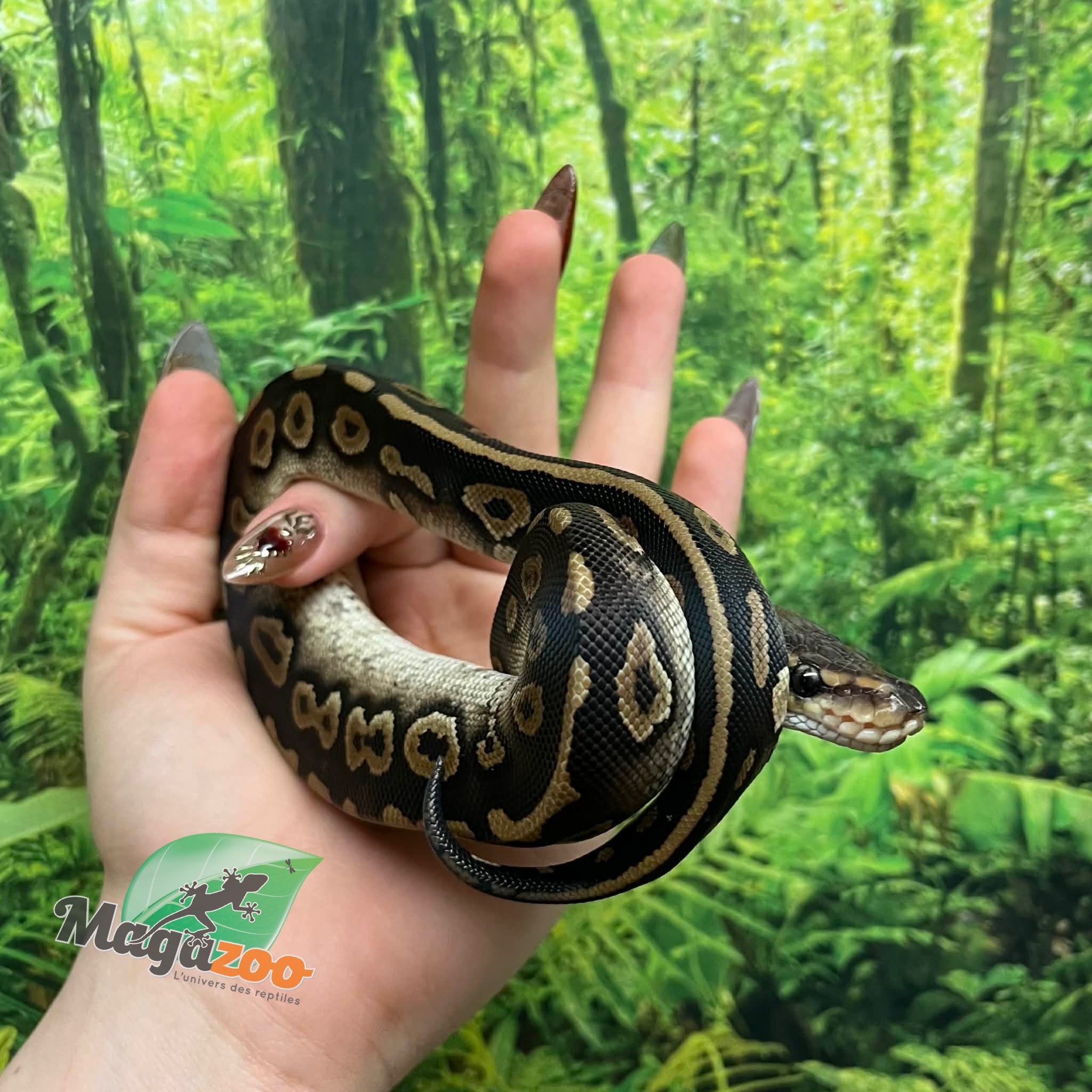 Magazoo Baby Female Chocolat Phantom Ball Python