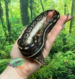 Magazoo Baby Female Chocolat Phantom Ball Python