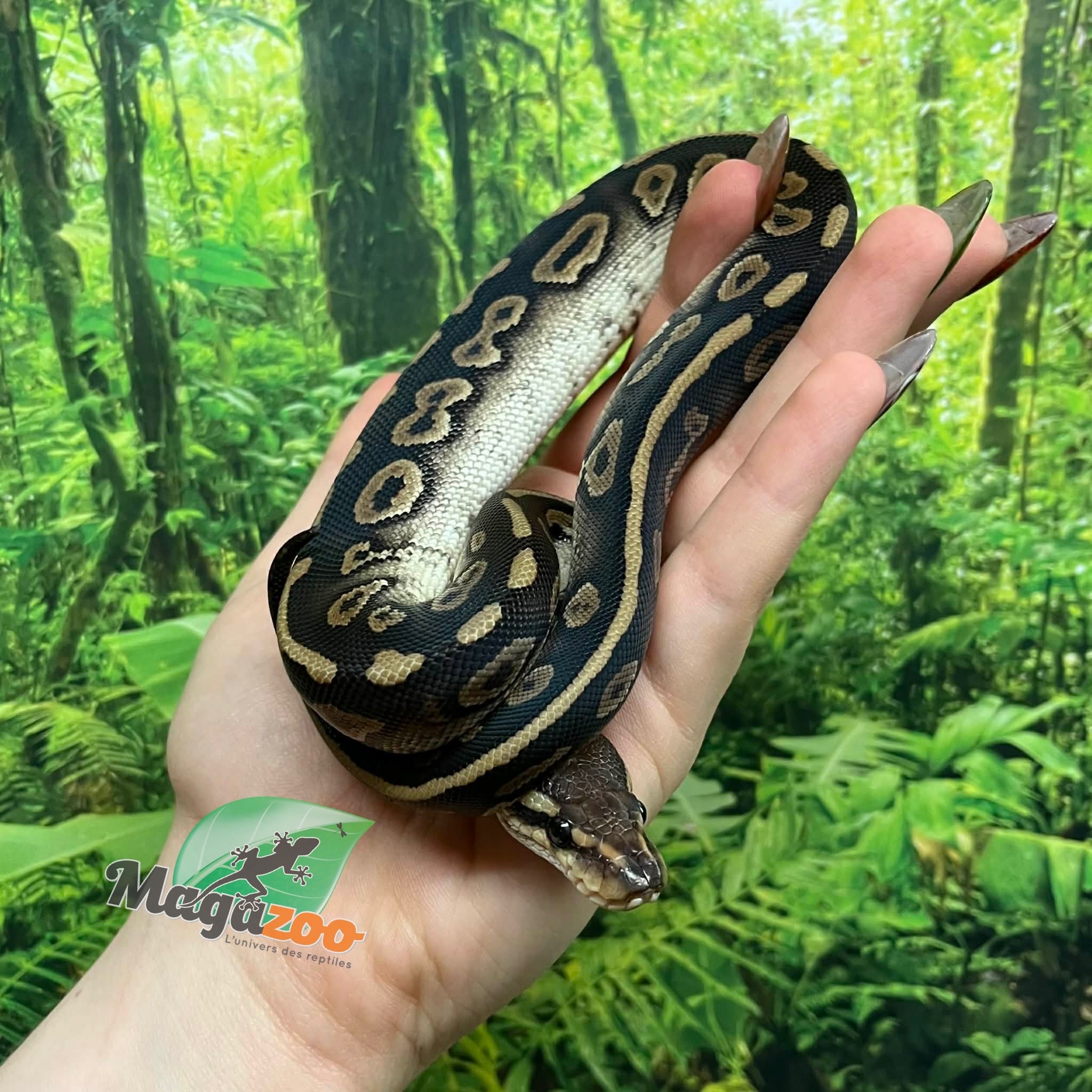 Magazoo Baby Female Chocolat Phantom Ball Python