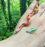 Magazoo Serpent des blés Candy Cane Sunkissed Bébé (07/09/2025)