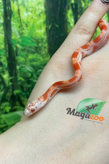 Magazoo Serpent des blés Candy Cane Sunkissed Bébé (07/09/2025)