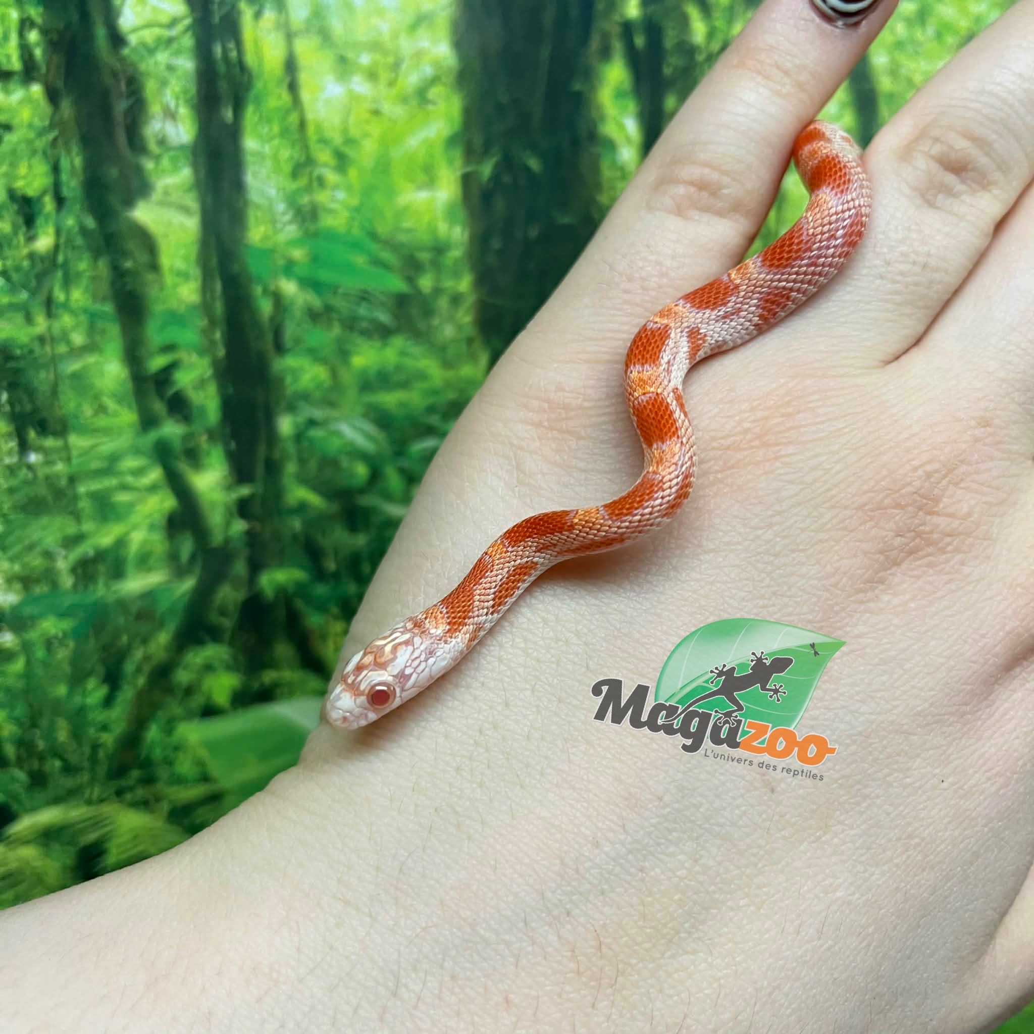Magazoo Baby Candy Cane Sunkissed Corn snake (09/07/2025)