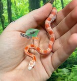 Magazoo Baby Candy Cane Sunkissed Corn snake (09/07/2025)