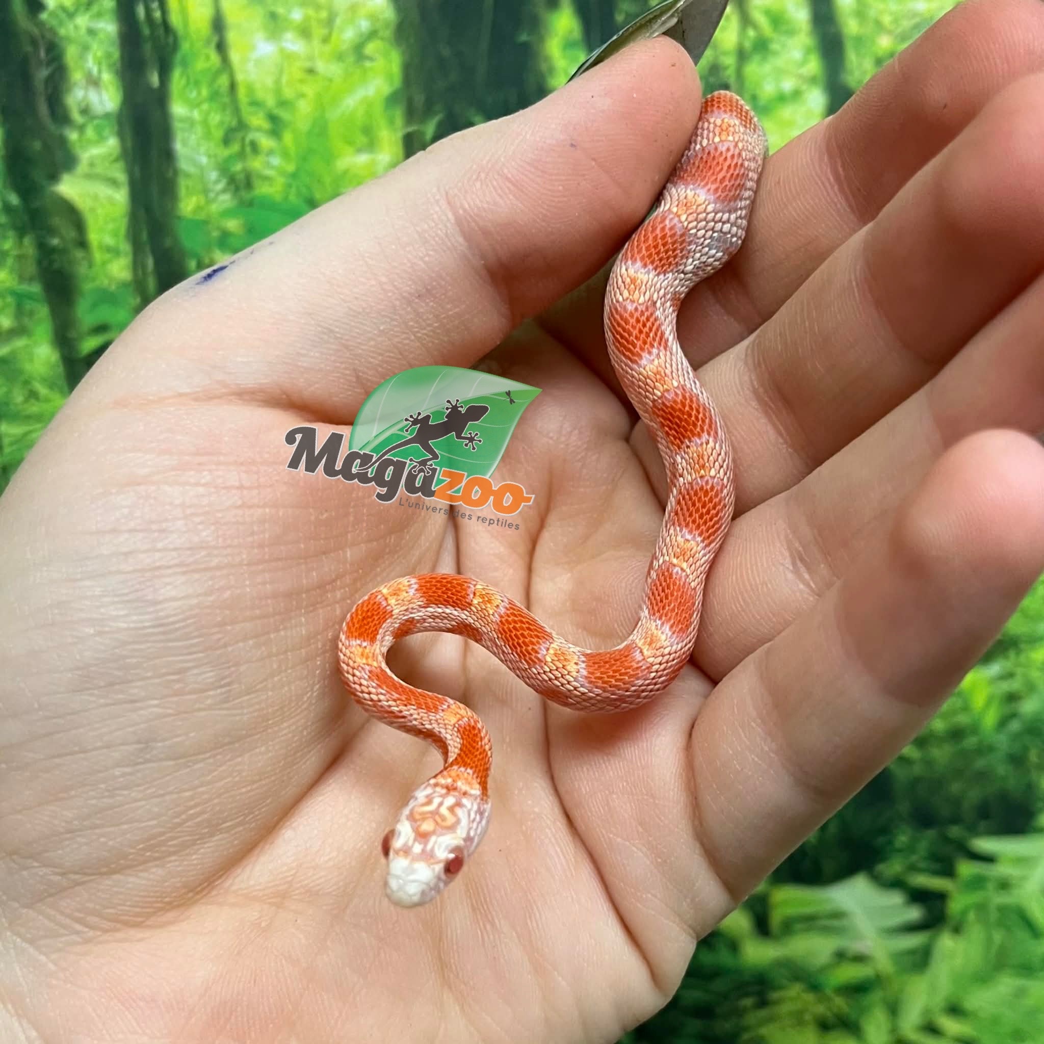 Magazoo Serpent des blés Candy Cane Sunkissed Bébé (07/09/2025)