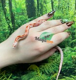 Magazoo Baby Candy Cane Sunkissed Corn snake (09/07/2025)