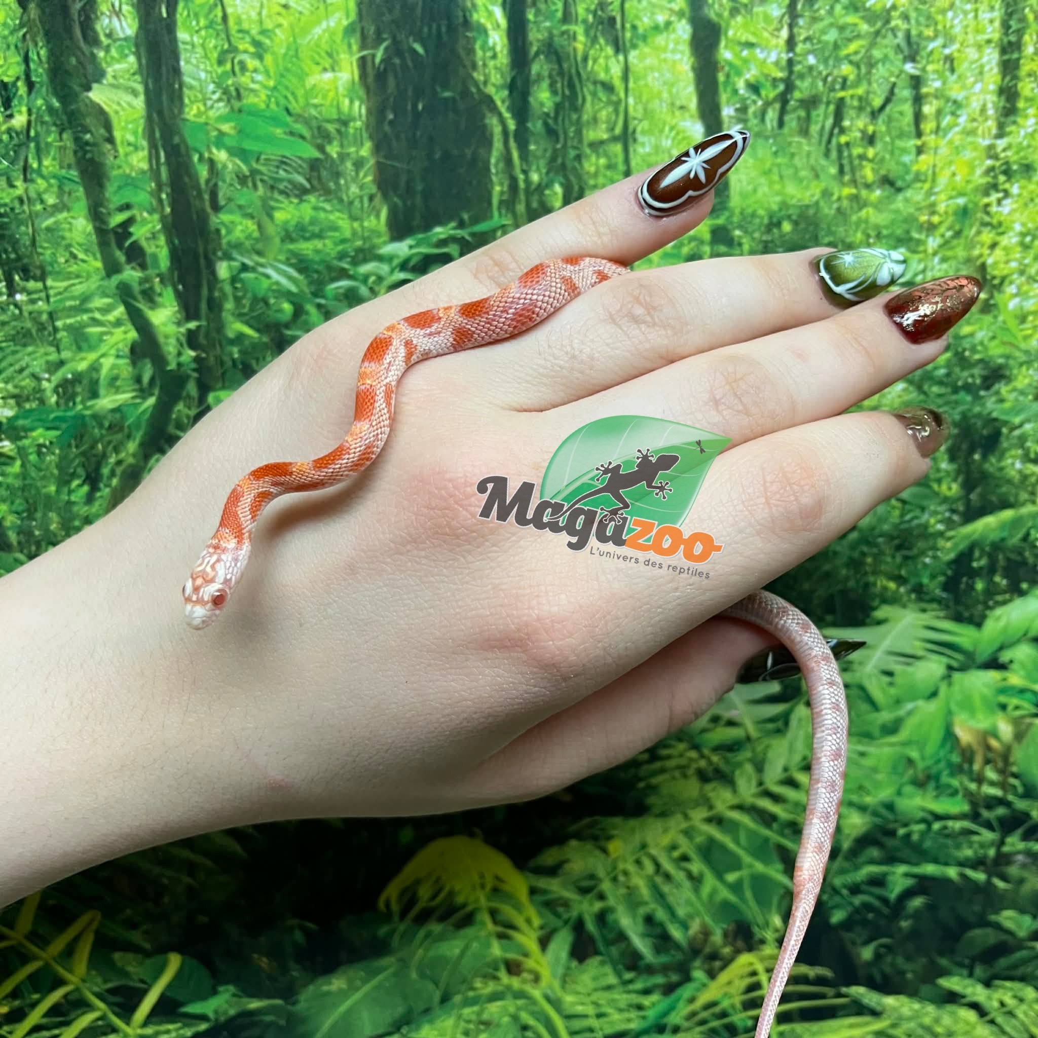 Magazoo Serpent des blés Candy Cane Sunkissed Bébé (07/09/2025)