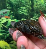 Magazoo Tortue de Reeves Bébé (Né décembre 2025)