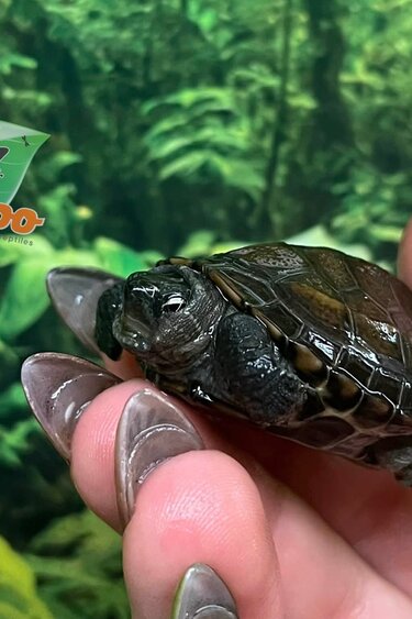 Magazoo Baby Reeves's turtle (Born in December 2025)