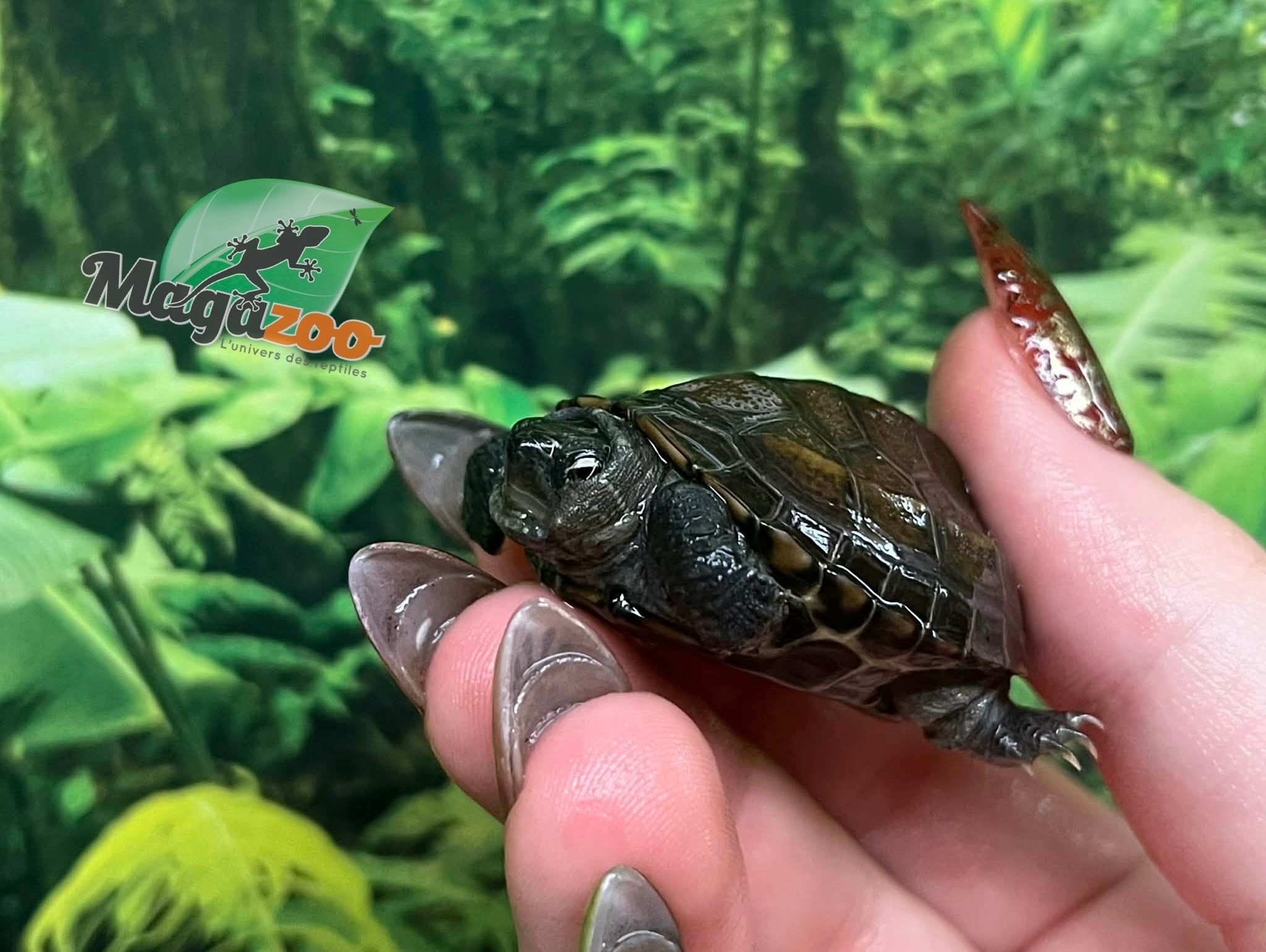 Magazoo Tortue de Reeves Bébé (Né décembre 2025)