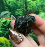 Magazoo Tortue de Reeves Bébé (Né décembre 2025)