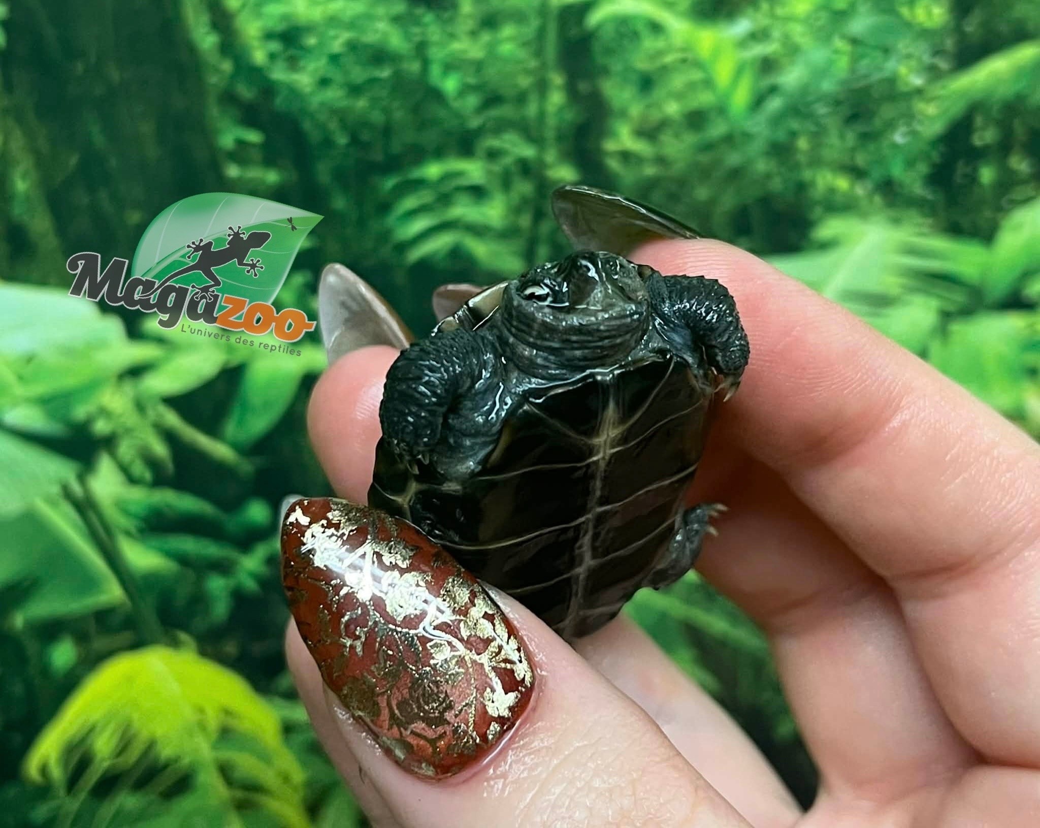 Magazoo Baby Reeves's turtle (Born in December 2025)