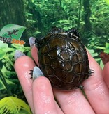 Magazoo Tortue de Reeves Bébé (Né décembre 2025)