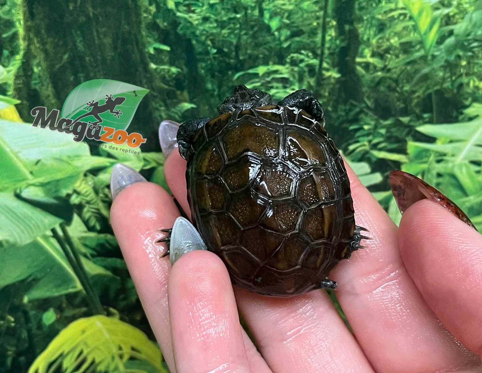 Magazoo Baby Reeves's turtle (Born in December 2025)