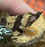 Magazoo Woodlice P. Leavis Orange 12+