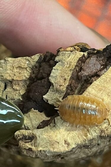 Magazoo Woodlice P. Leavis Orange 12+