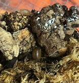 Magazoo Woodlice P. Leavis Orange 12+