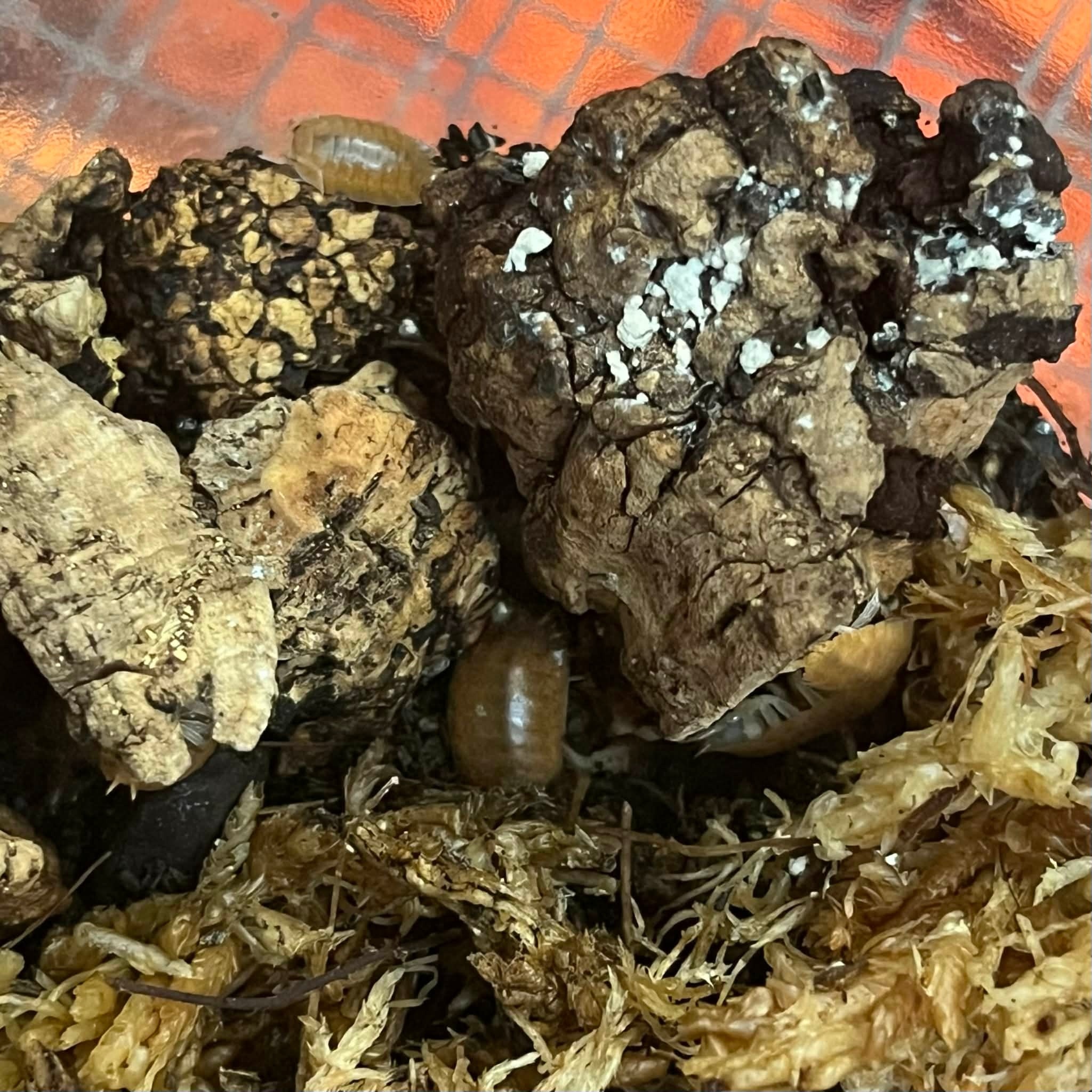 Magazoo Cloporte   P. Leavis Orange 15+