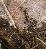 Magazoo Cloporte Isopod Wood Lice Dwarf White (Qty 25)