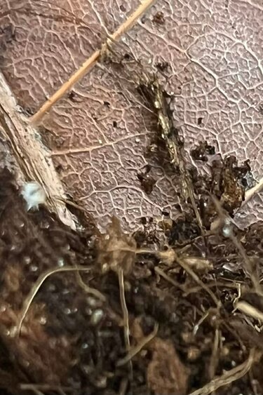 Magazoo Woodhouse Culture Wood Lice Dwarf White (Qty 25)