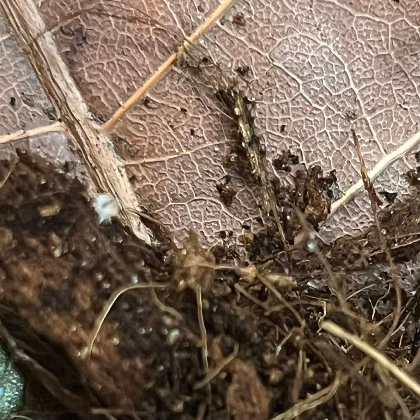 Magazoo Woodhouse Culture Wood Lice Dwarf White (Qty 25)