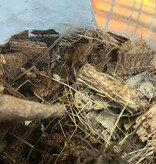 Magazoo Cloporte Isopod Wood Lice Dwarf White (Qty 25)