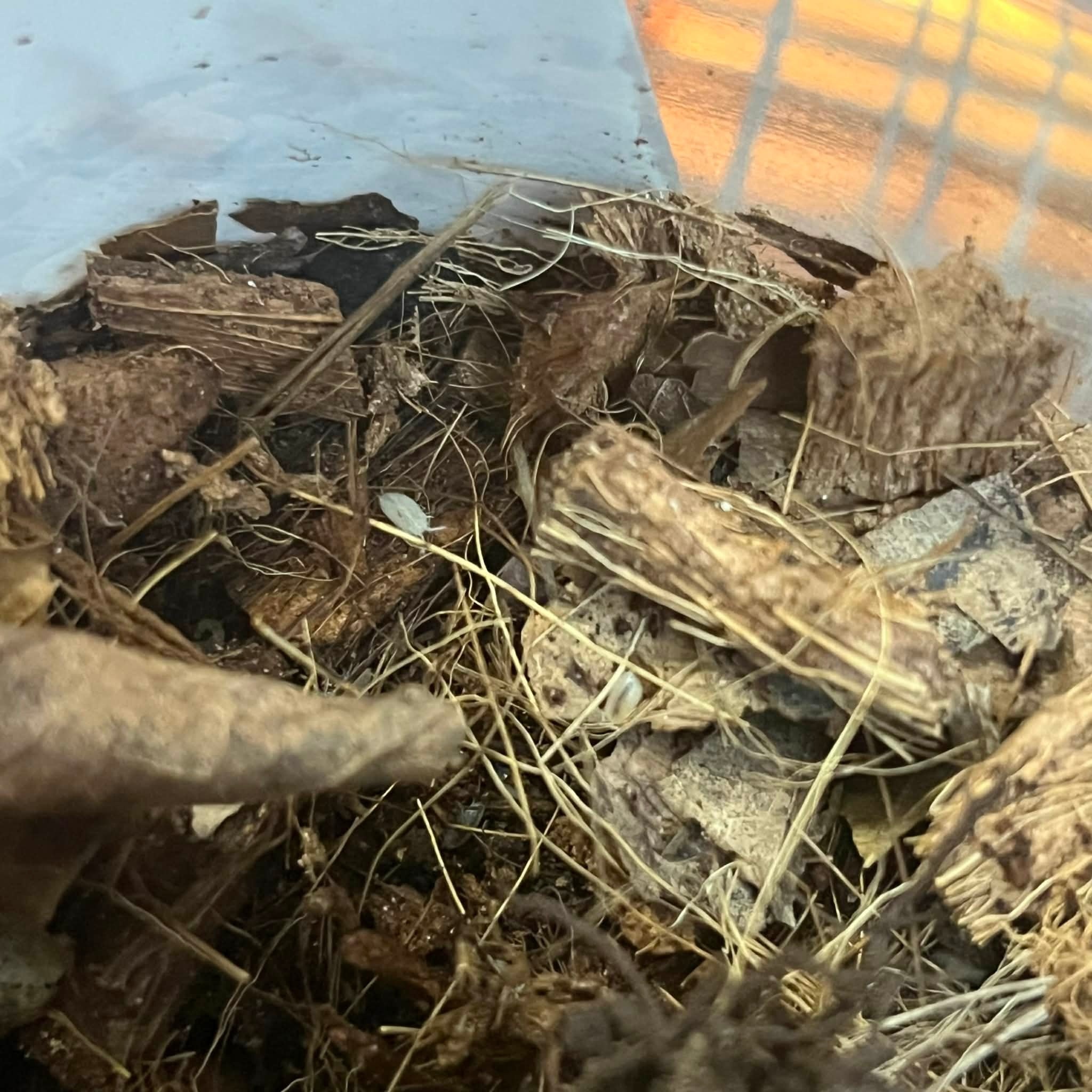 Magazoo Cloporte Isopod Wood Lice Dwarf White (Qty 25)