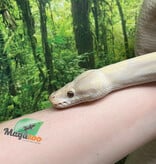 Magazoo Python royal Phantom Lavender Femelle 2018 /Adoption - 2ième chance