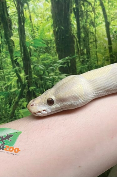 Magazoo Phantom Lavender Female 2018 Ball Python /  2cn chance - Adoption