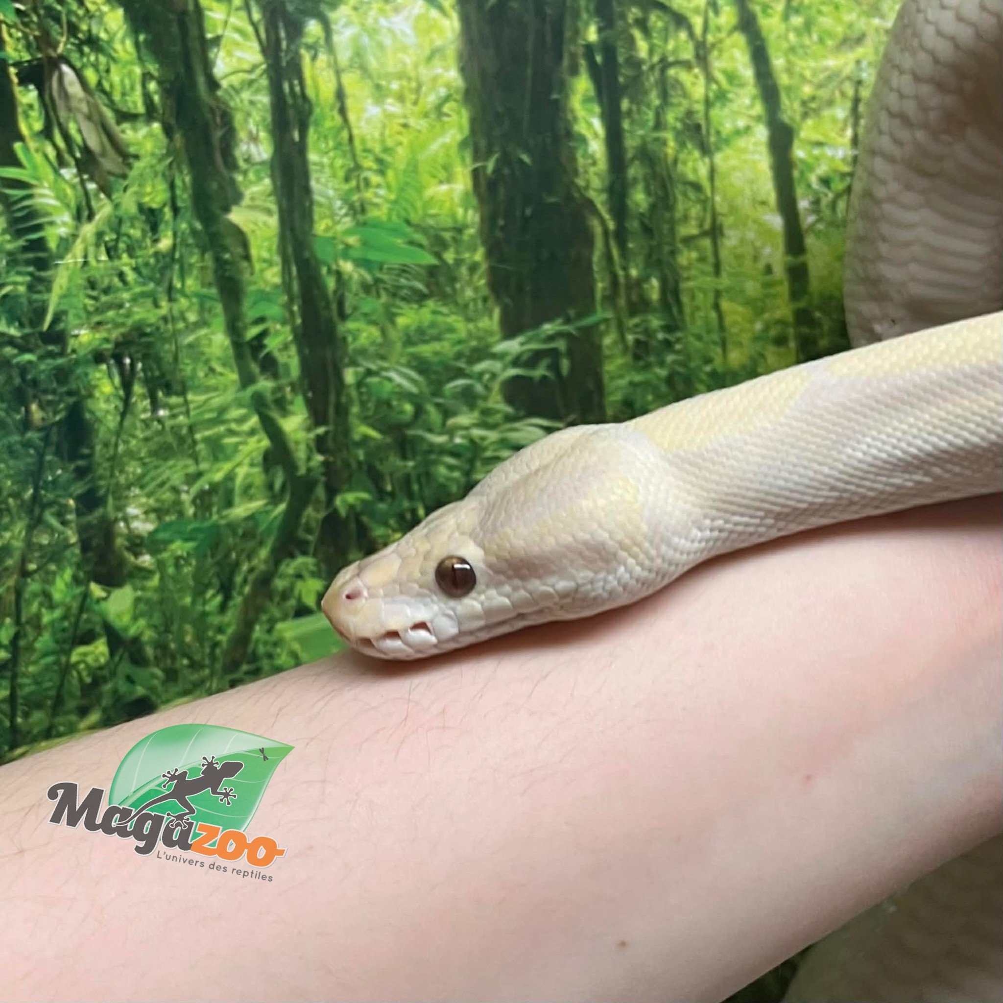 Magazoo Python royal Phantom Lavender Femelle 2018 /Adoption - 2ième chance