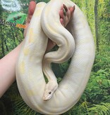 Magazoo Phantom Lavender Female 2018 Ball Python /  2cn chance - Adoption