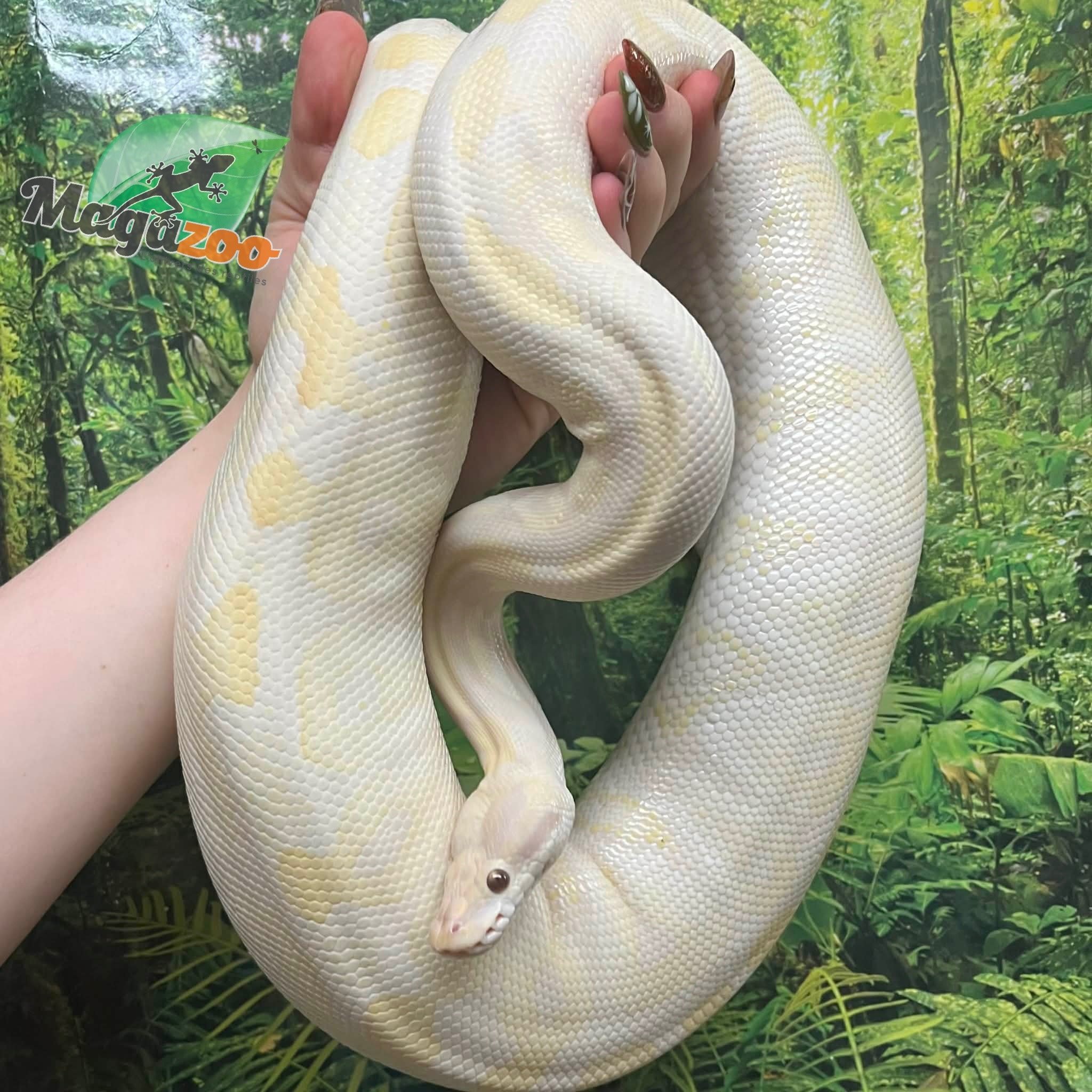 Magazoo Python royal Phantom Lavender Femelle 2018 /Adoption - 2ième chance