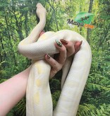 Magazoo Phantom Lavender Female 2018 Ball Python /  2cn chance - Adoption