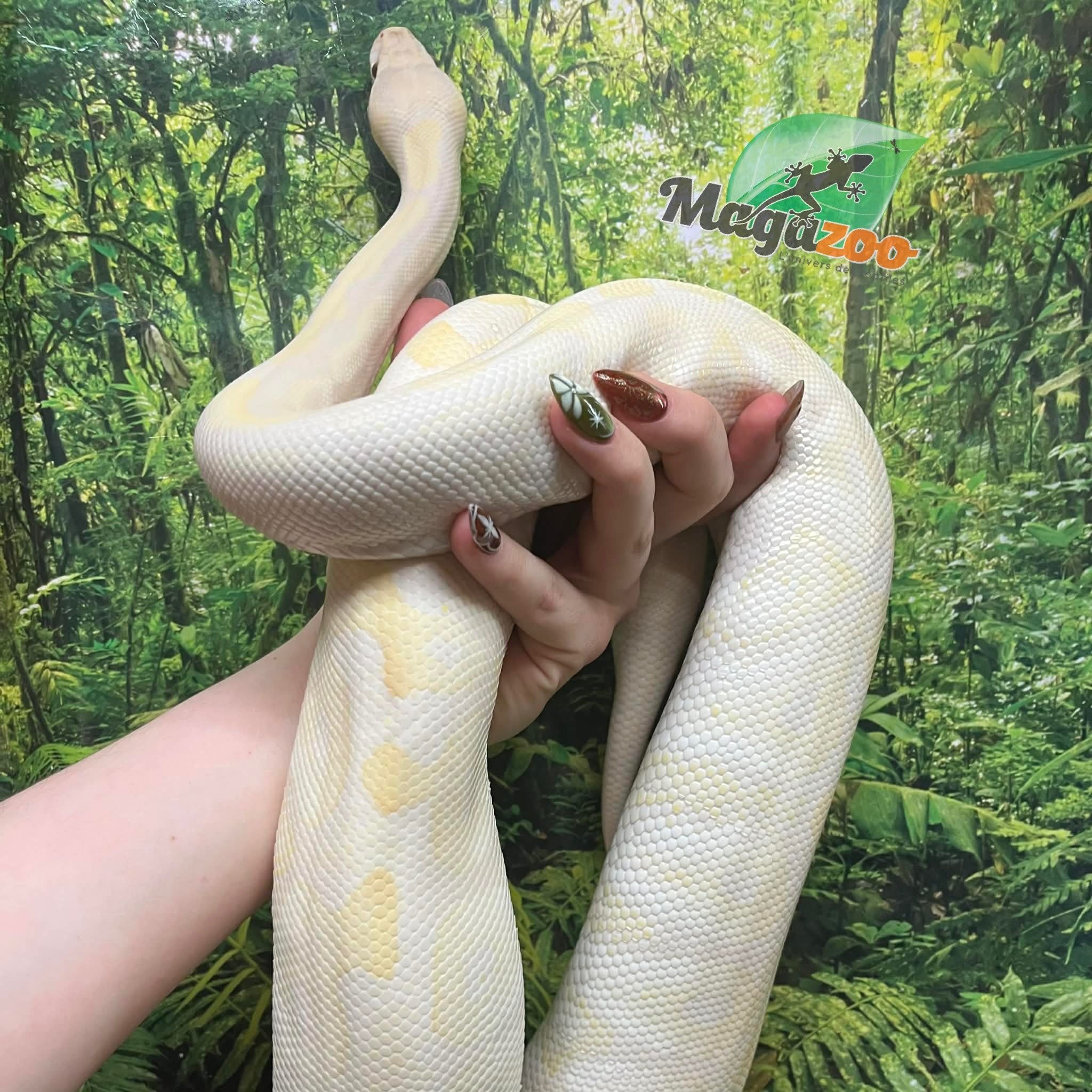 Magazoo Python royal Phantom Lavender Femelle 2018 /Adoption - 2ième chance
