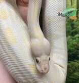 Magazoo Python royal Phantom Lavender Femelle 2018 /Adoption - 2ième chance
