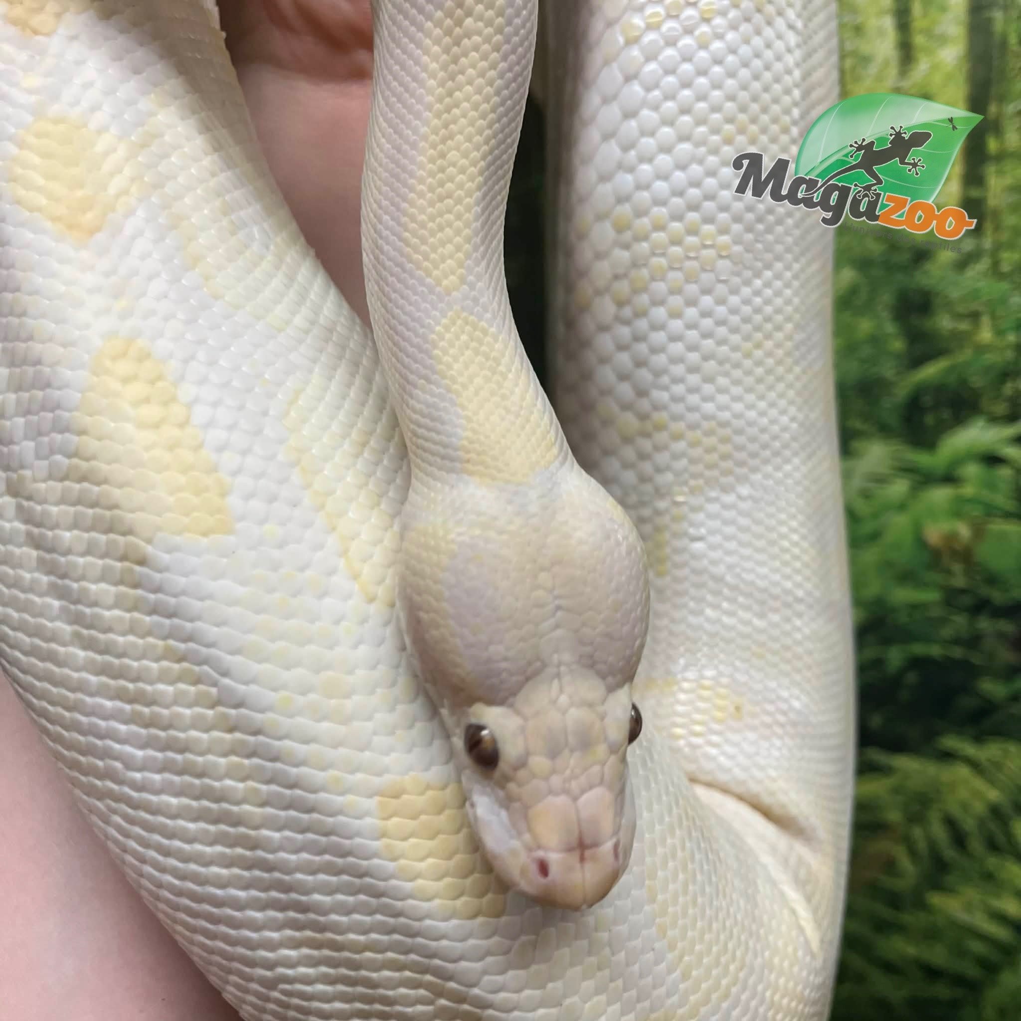 Magazoo Python royal Phantom Lavender Femelle 2018 /Adoption - 2ième chance
