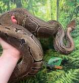 Magazoo Female Pinstripe Ball Python 10 years old / 2nd chance - Adoption