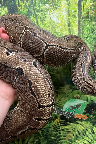Magazoo Python Royal Pinstripe Femelle 10 ans / Adoption 2ième chance