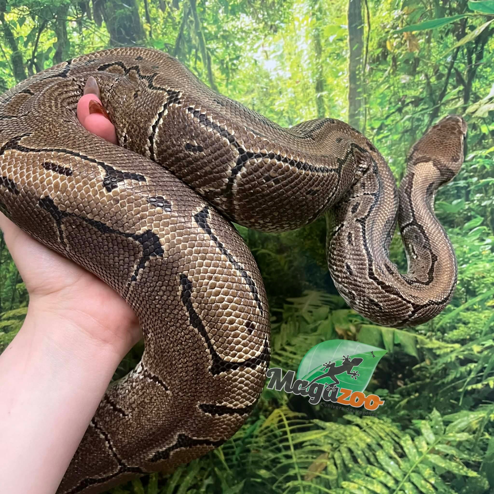 Magazoo Female Pinstripe Ball Python 10 years old / 2nd chance - Adoption