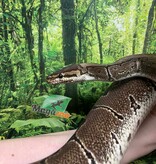 Magazoo Female Pinstripe Ball Python 10 years old / 2nd chance - Adoption