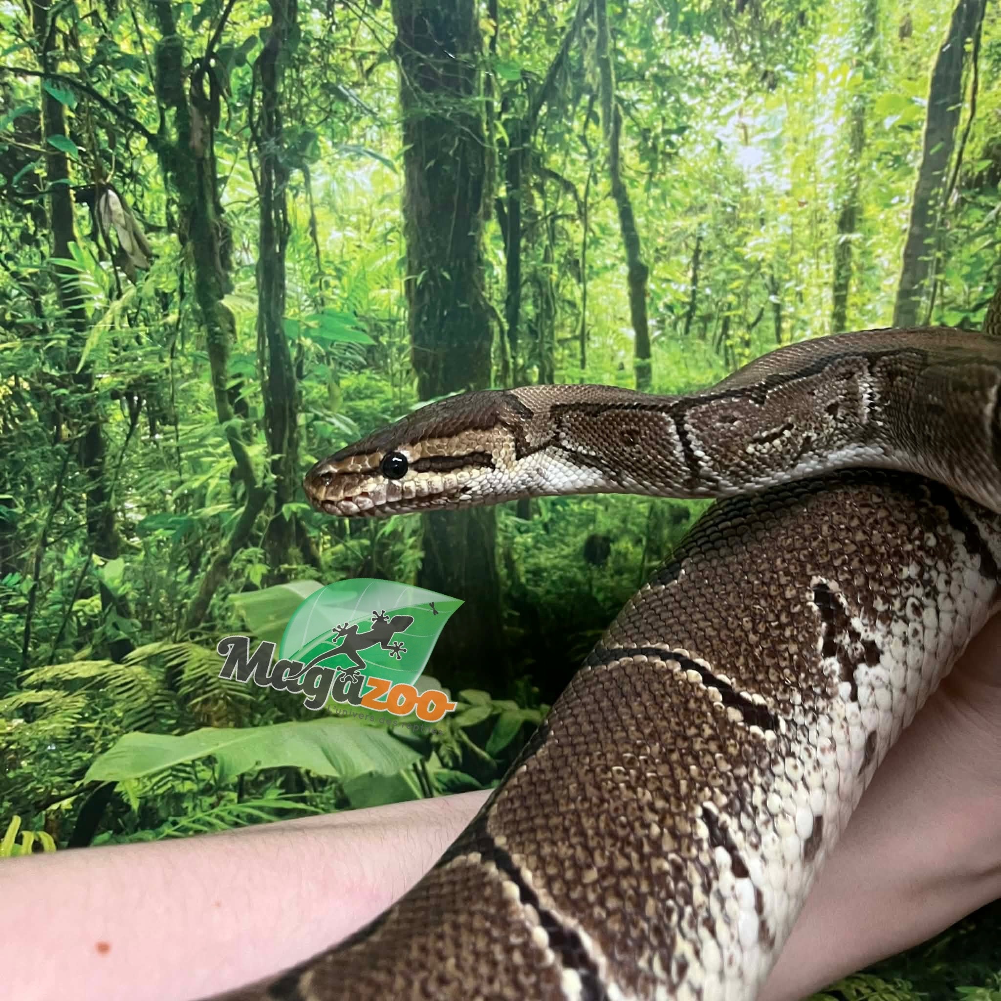 Magazoo Female Pinstripe Ball Python 10 years old / 2nd chance - Adoption