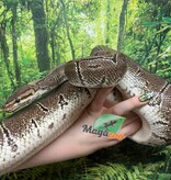 Magazoo Female Pinstripe Ball Python 10 years old / 2nd chance - Adoption