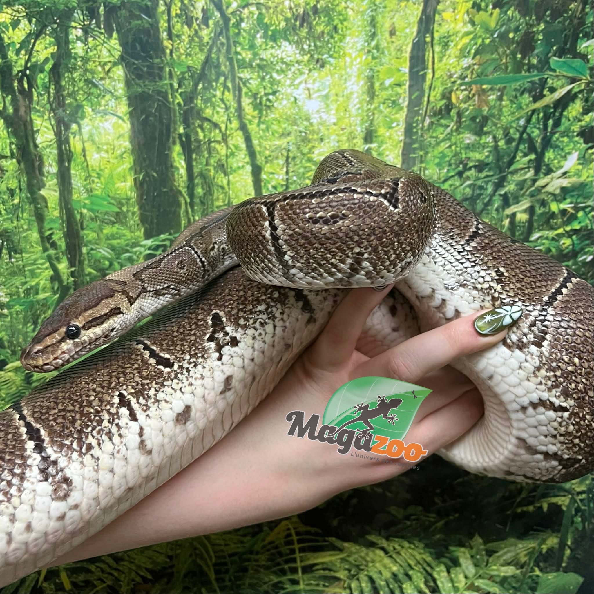 Magazoo Female Pinstripe Ball Python 10 years old / 2nd chance - Adoption