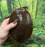 Magazoo Tortue Emydure à ventre rouge Mâle 5 ans / Adoption 2ième chance